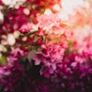 Meet your Posher, Rose